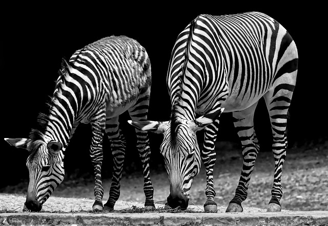 Zebras are several species of African equids (horse family) united by their distinctive black-and-white striped coats. Their stripes come in different patterns, unique to each individual. They are generally social animals that live in small harems to large herds. Unlike their closest relatives, horses and donkeys, zebras have never been truly domesticated. Source: Wikipedia.